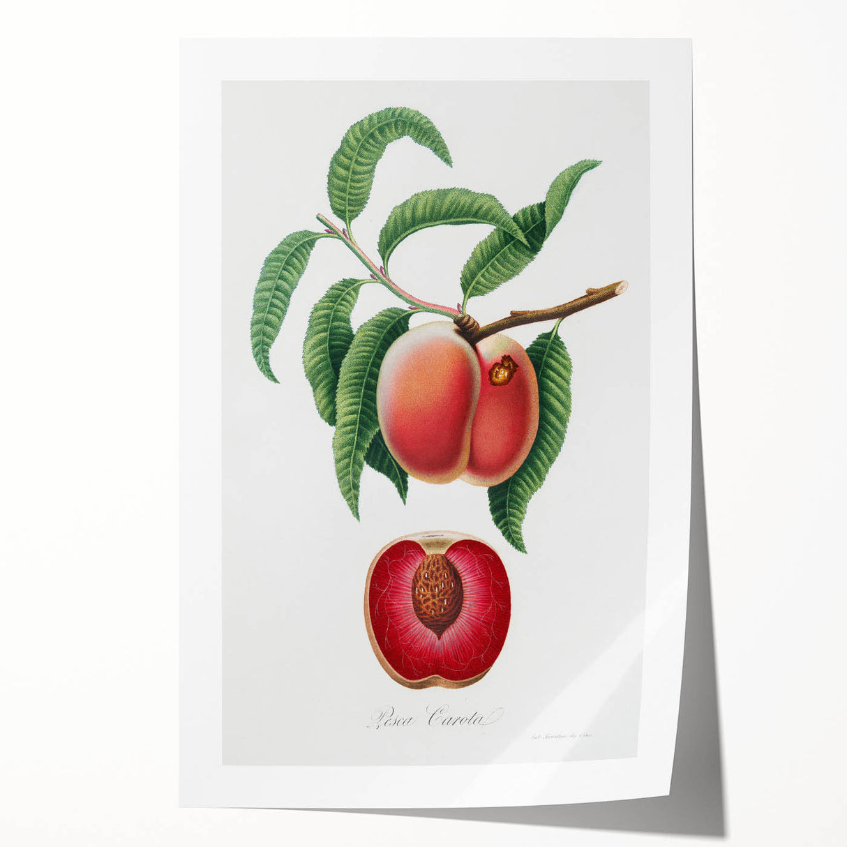 Romanticism Art: Carrot Peach by Gallesio - Botanical Canvas Print