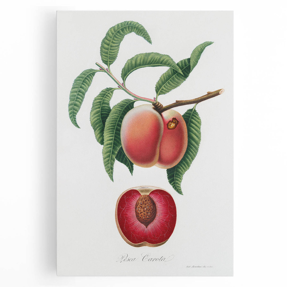 Romanticism Art: Carrot Peach by Gallesio - Botanical Canvas Print