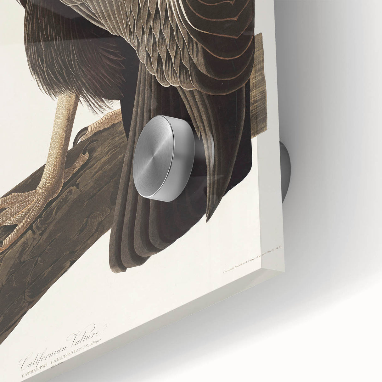 Romanticism Art: Californian Vulture by Audubon - Wildlife Canvas Print