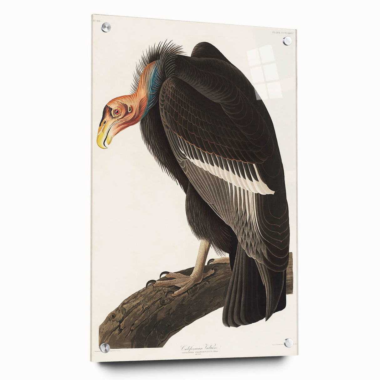 Romanticism Art: Californian Vulture by Audubon - Wildlife Canvas Print