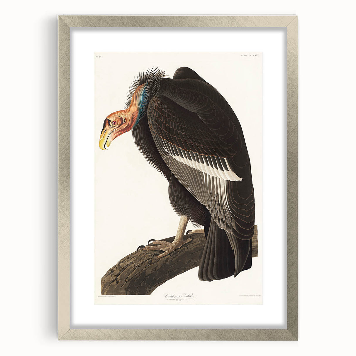 Romanticism Art: Californian Vulture by Audubon - Wildlife Canvas Print