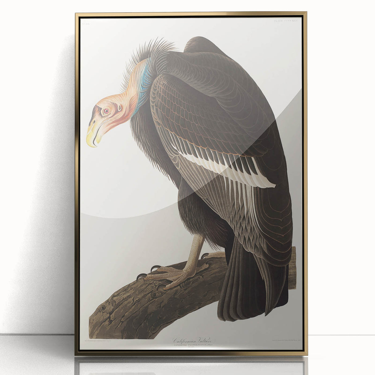 Romanticism Art: Californian Vulture by Audubon - Wildlife Canvas Print