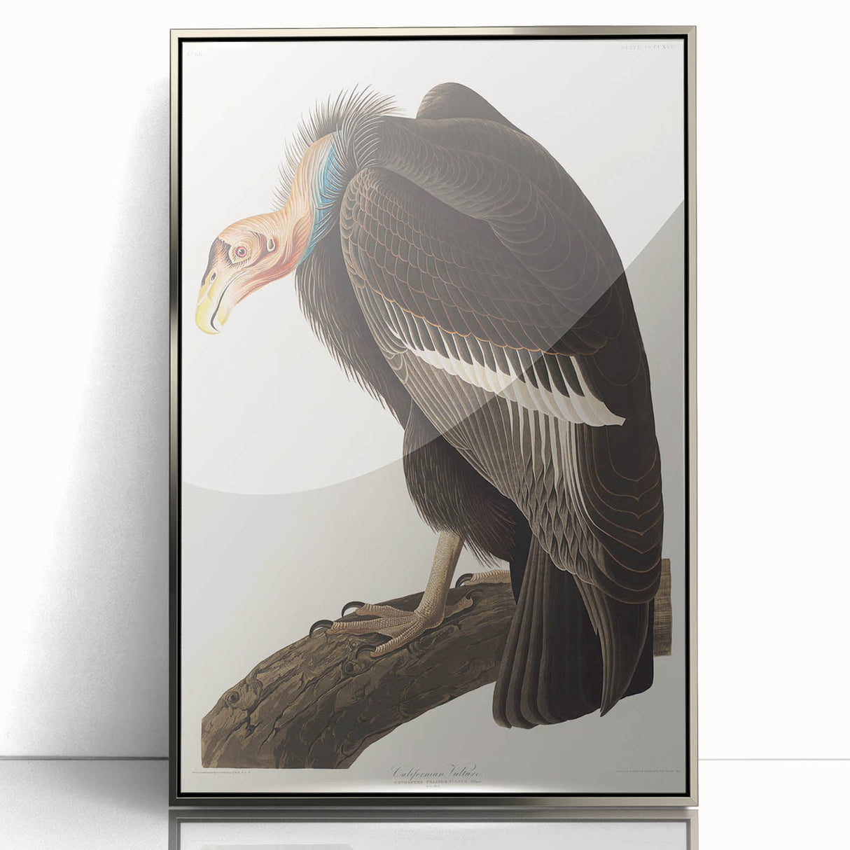 Romanticism Art: Californian Vulture by Audubon - Wildlife Canvas Print