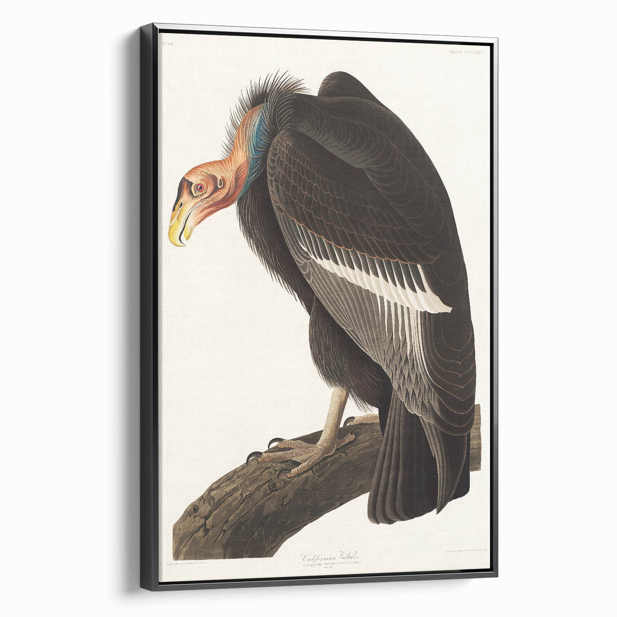 Romanticism Art: Californian Vulture by Audubon - Wildlife Canvas Print