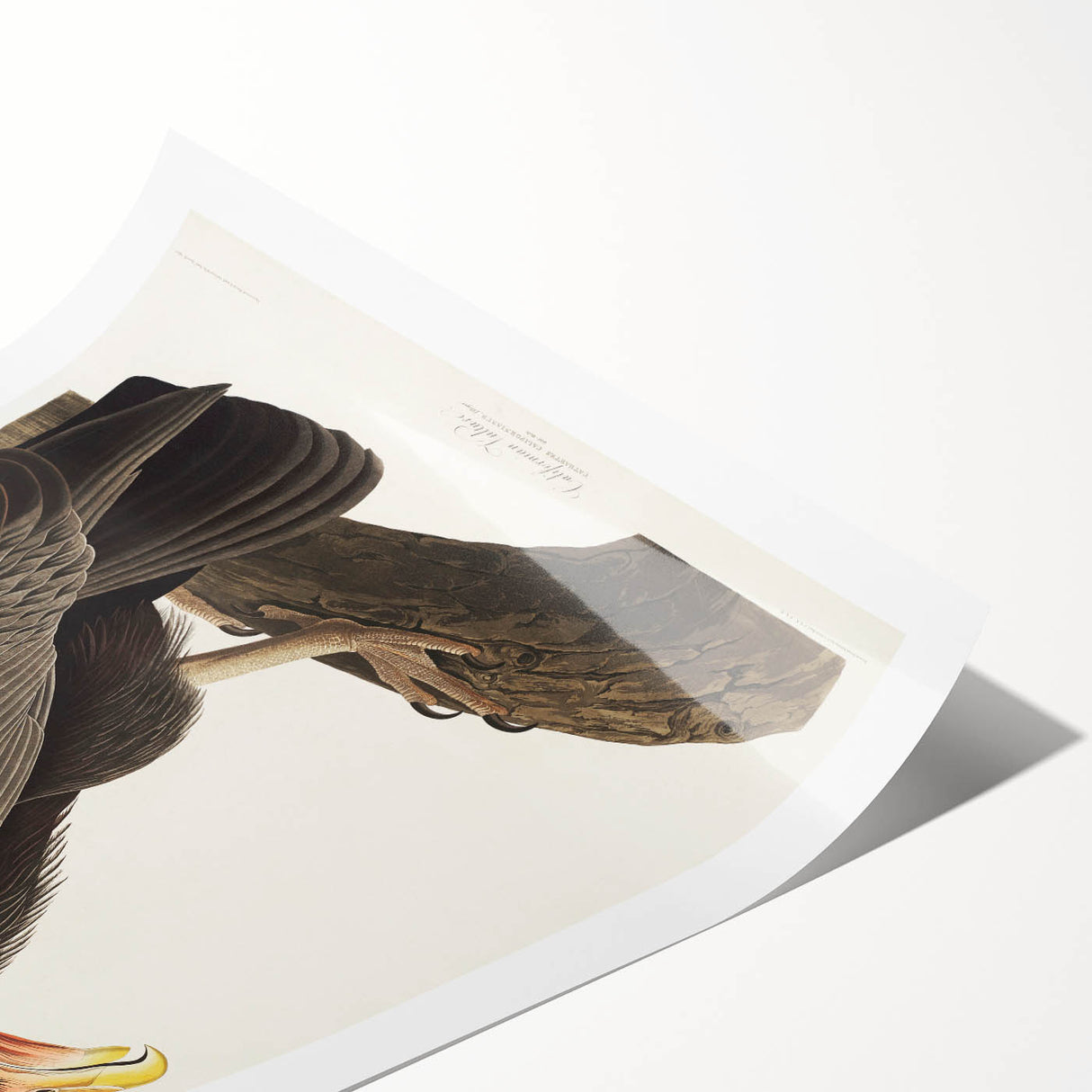 Romanticism Art: Californian Vulture by Audubon - Wildlife Canvas Print