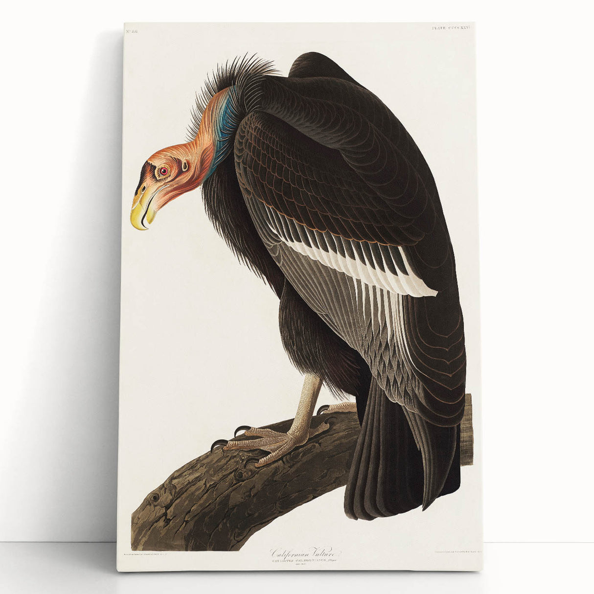 Romanticism Art: Californian Vulture by Audubon - Wildlife Canvas Print