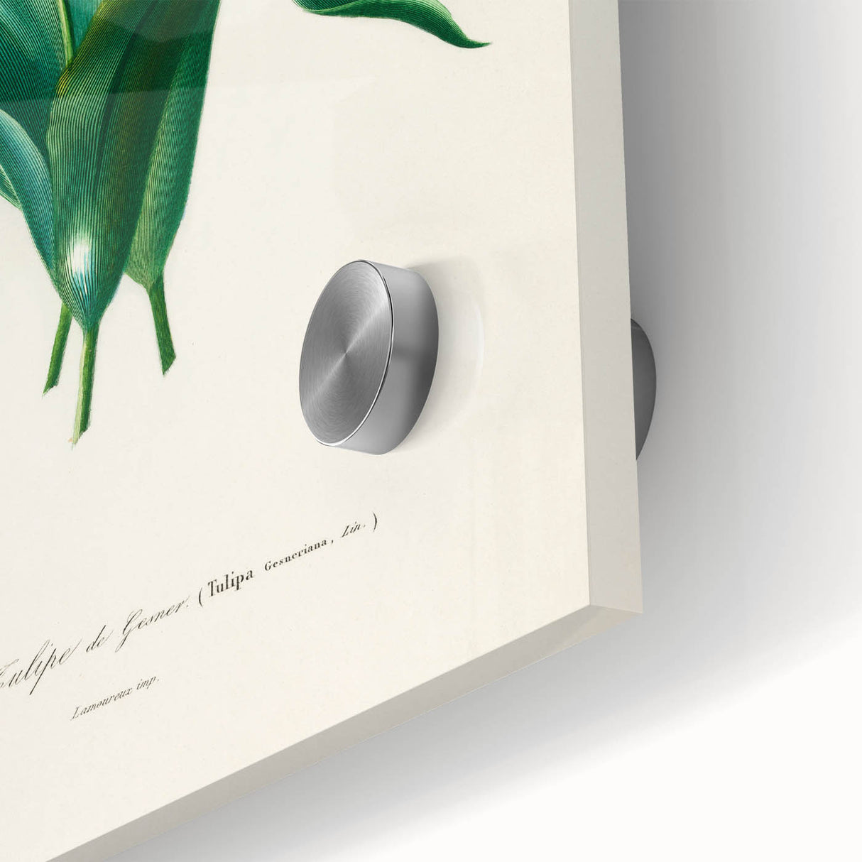 Romanticism Art: Didier's Tulip by D’Orbigny - Botanical Canvas Print