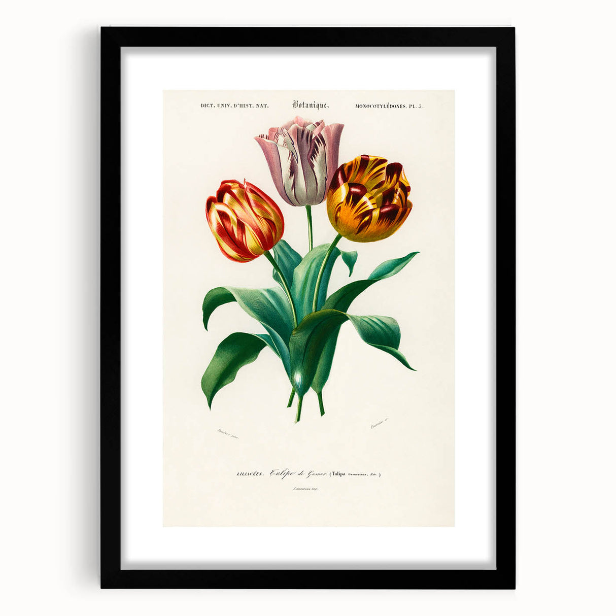 Romanticism Art: Didier's Tulip by D’Orbigny - Botanical Canvas Print