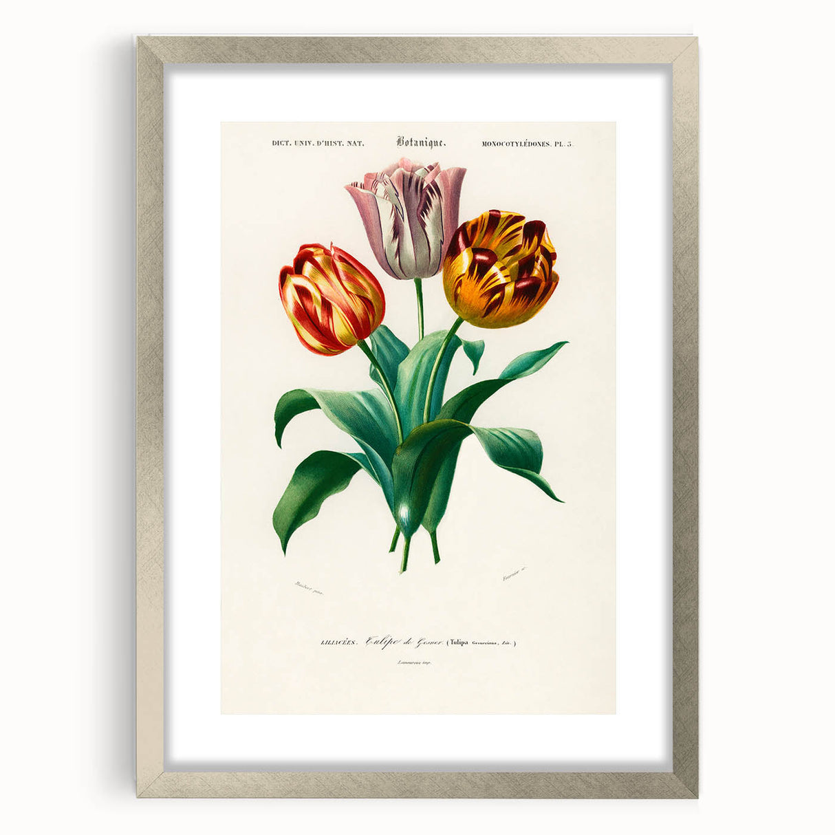 Romanticism Art: Didier's Tulip by D’Orbigny - Botanical Canvas Print