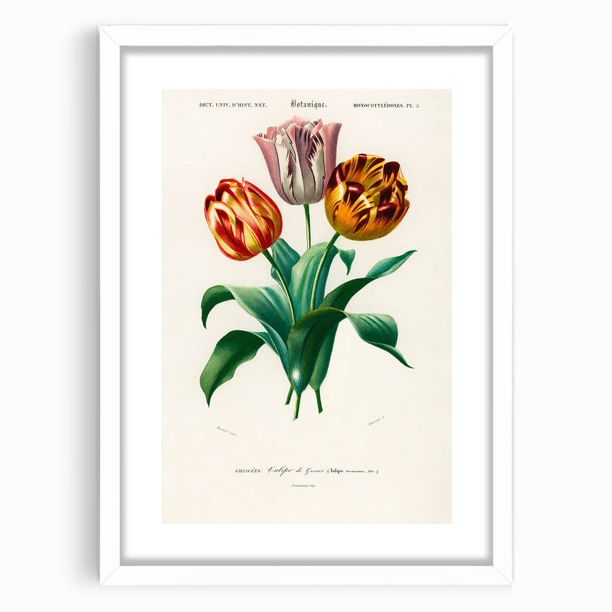 Romanticism Art: Didier's Tulip by D’Orbigny - Botanical Canvas Print