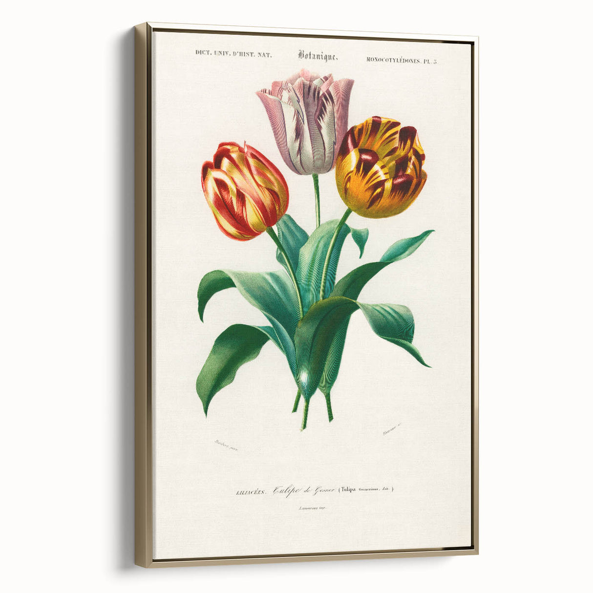 Romanticism Art: Didier's Tulip by D’Orbigny - Botanical Canvas Print