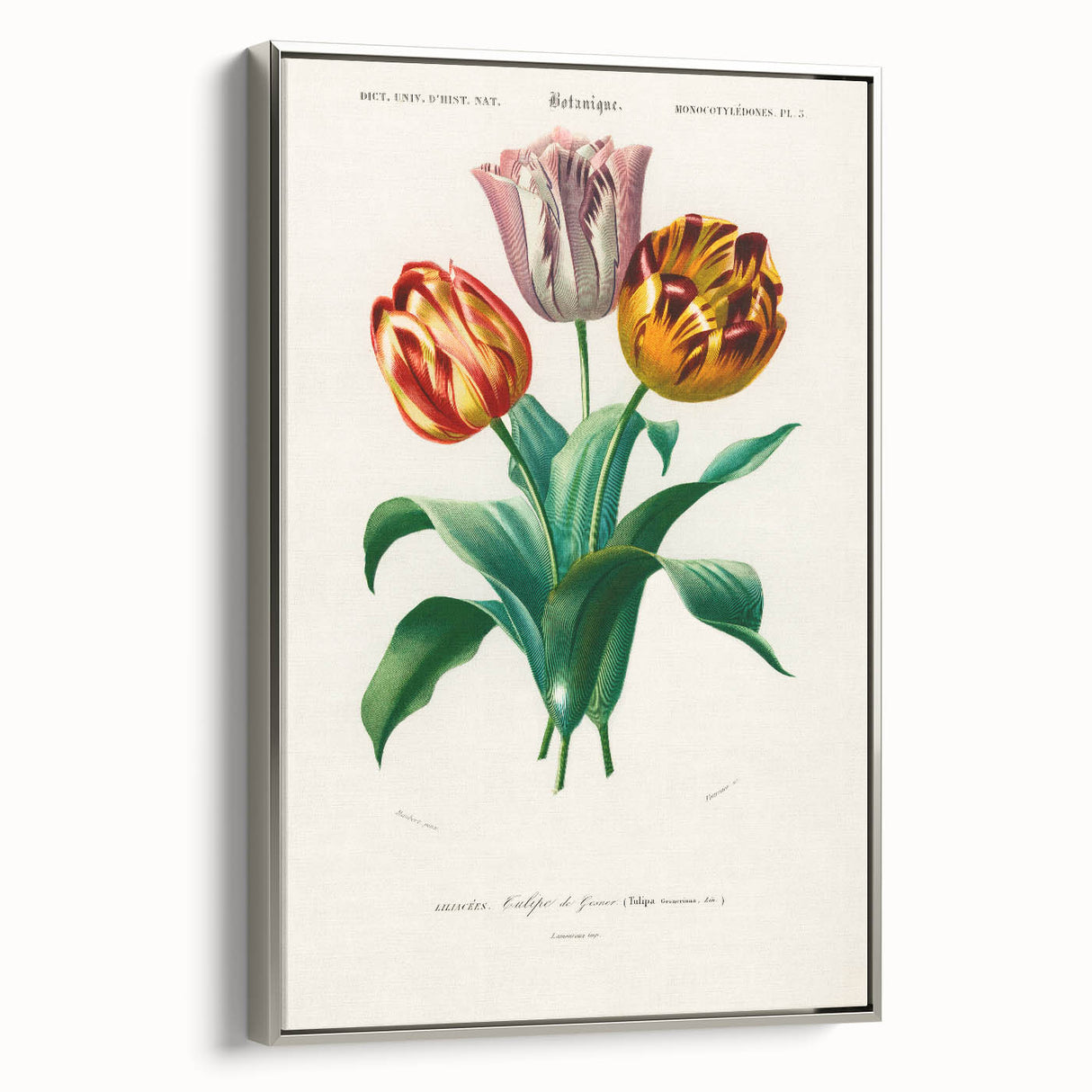 Romanticism Art: Didier's Tulip by D’Orbigny - Botanical Canvas Print