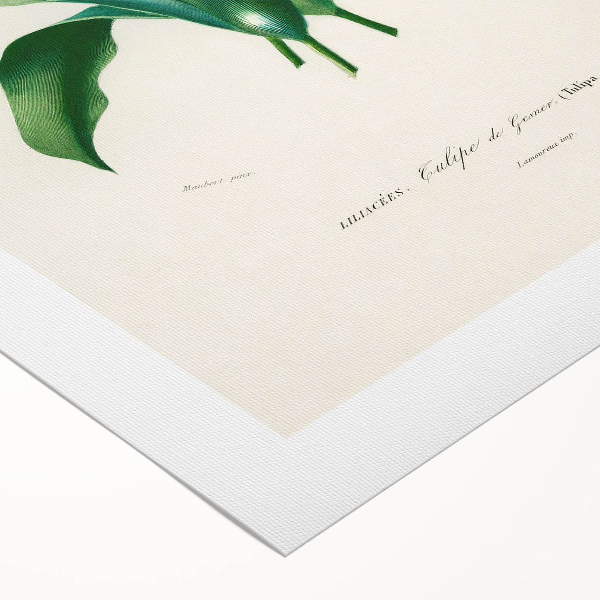 Romanticism Art: Didier's Tulip by D’Orbigny - Botanical Canvas Print