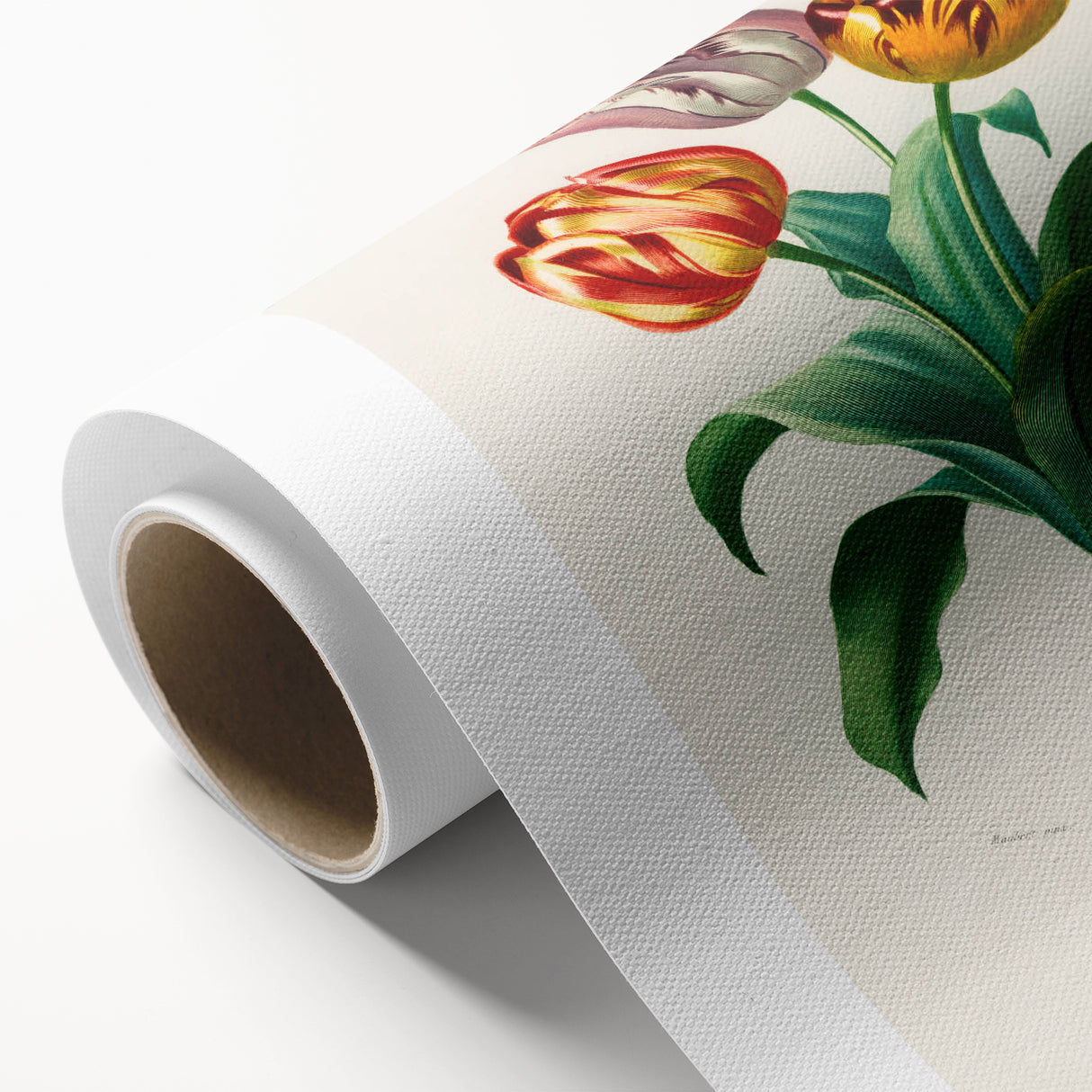 Romanticism Art: Didier's Tulip by D’Orbigny - Botanical Canvas Print