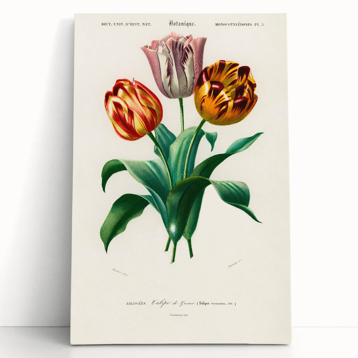Romanticism Art: Didier's Tulip by D’Orbigny - Botanical Canvas Print