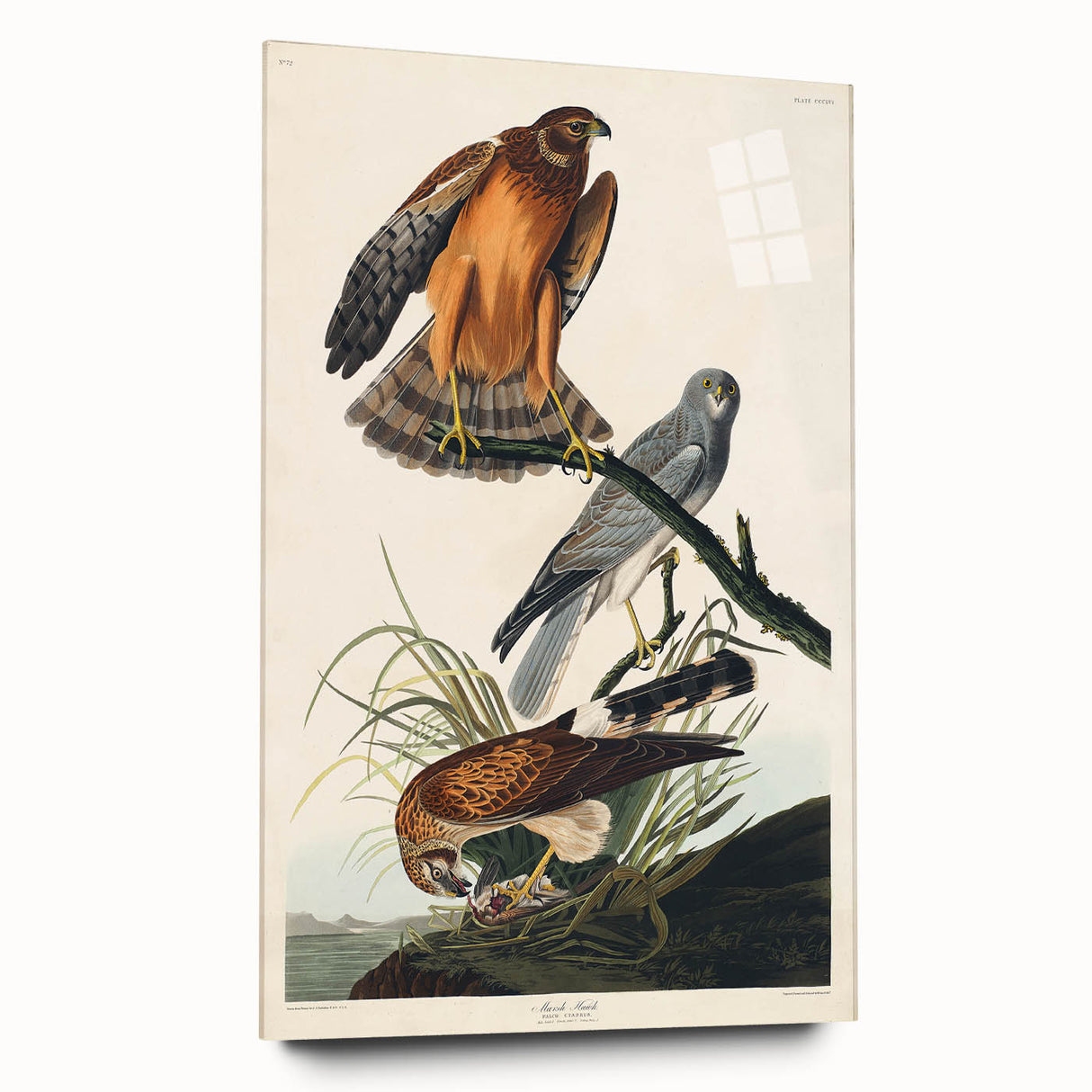 Romanticism Art: Marsh Hawk from Birds of America - Historical Canvas