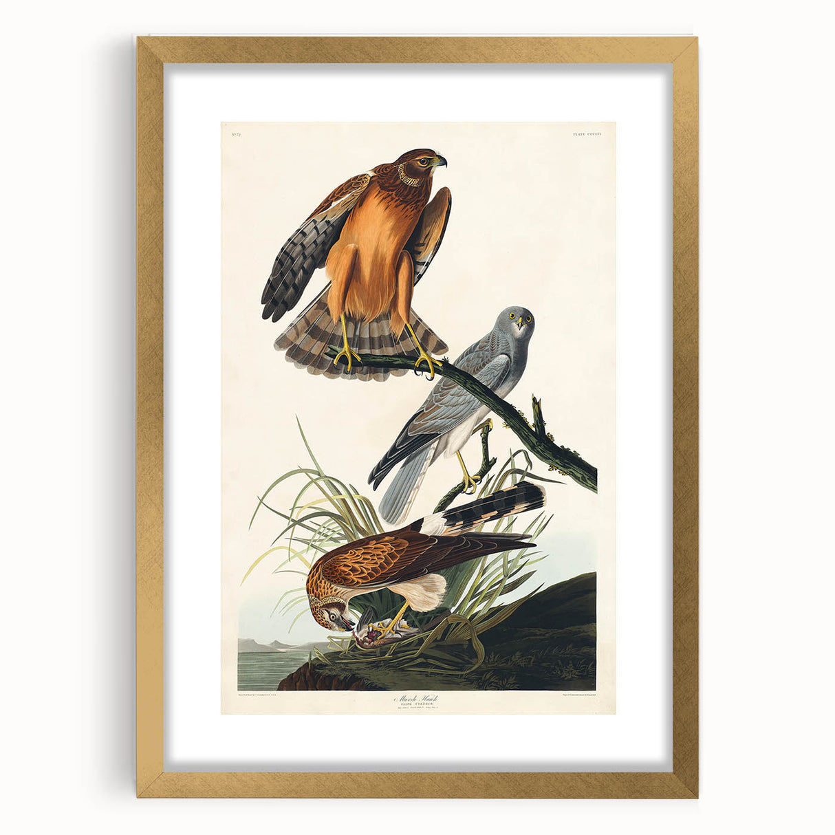 Romanticism Art: Marsh Hawk from Birds of America - Historical Canvas