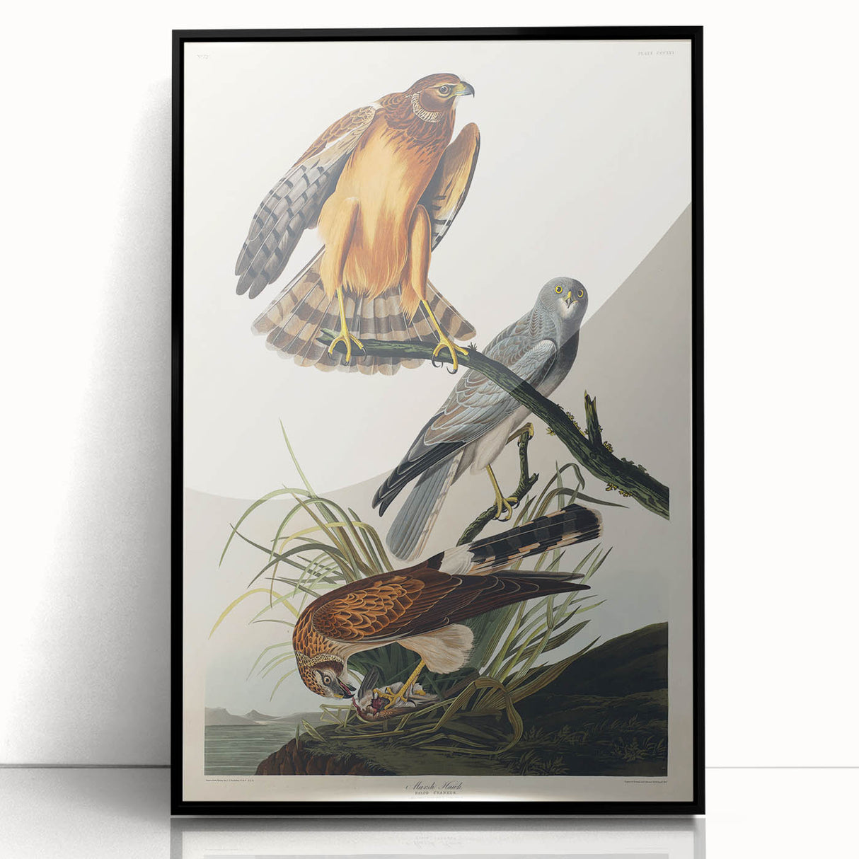 Romanticism Art: Marsh Hawk from Birds of America - Historical Canvas