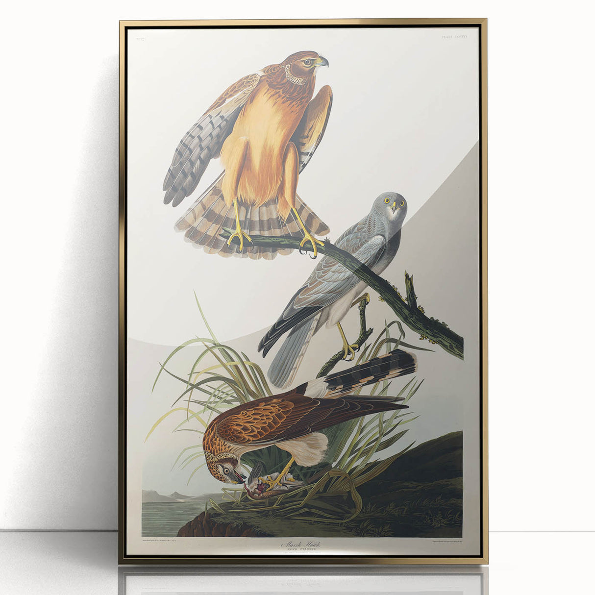 Romanticism Art: Marsh Hawk from Birds of America - Historical Canvas