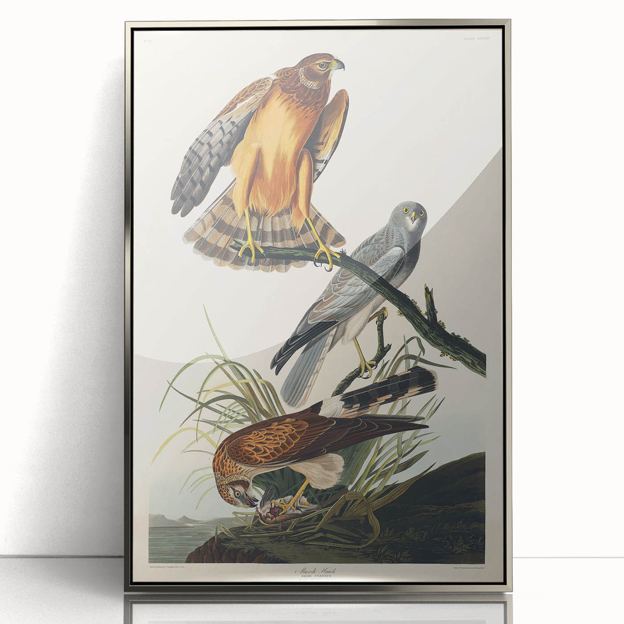 Romanticism Art: Marsh Hawk from Birds of America - Historical Canvas