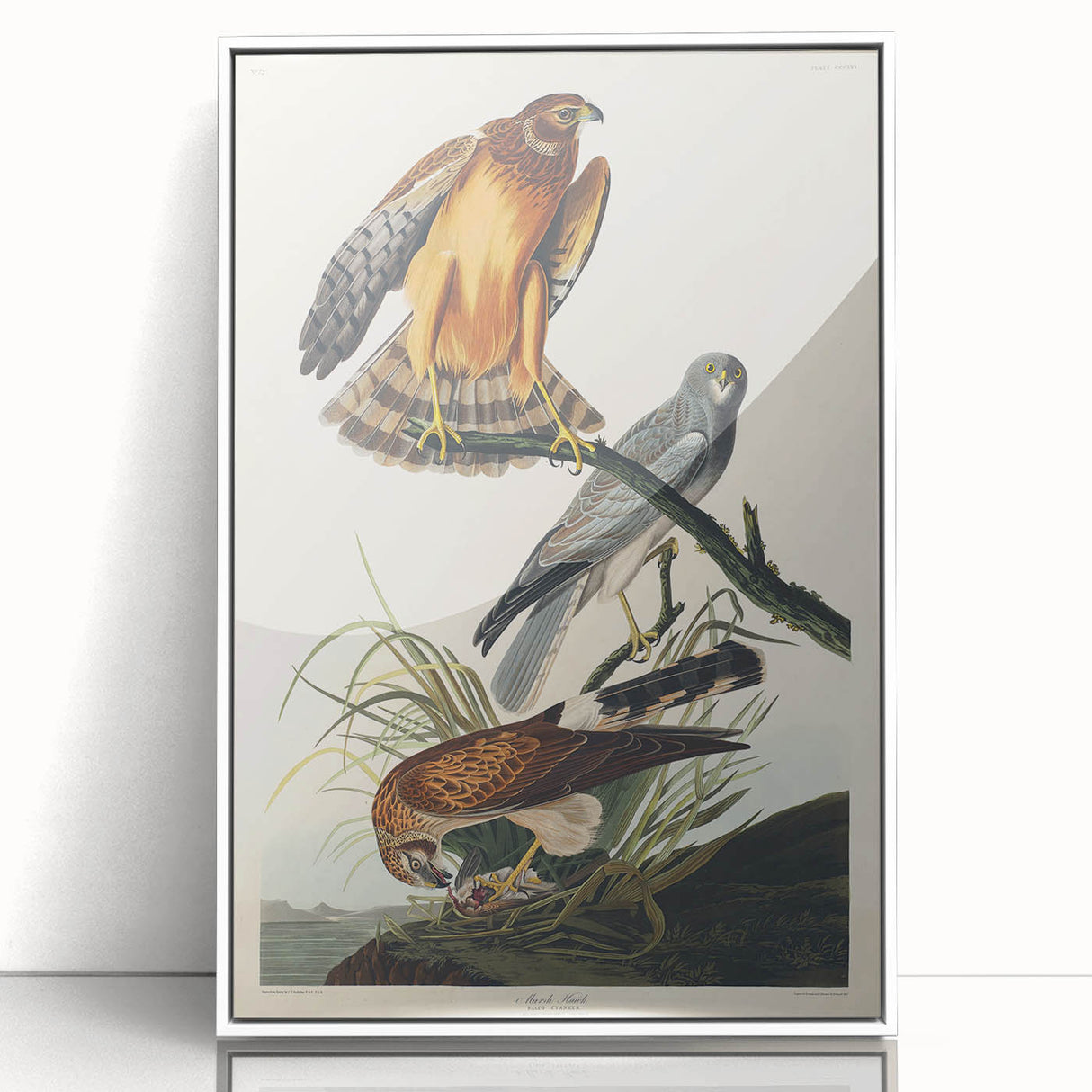 Romanticism Art: Marsh Hawk from Birds of America - Historical Canvas