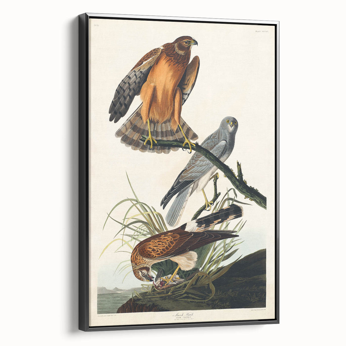 Romanticism Art: Marsh Hawk from Birds of America - Historical Canvas