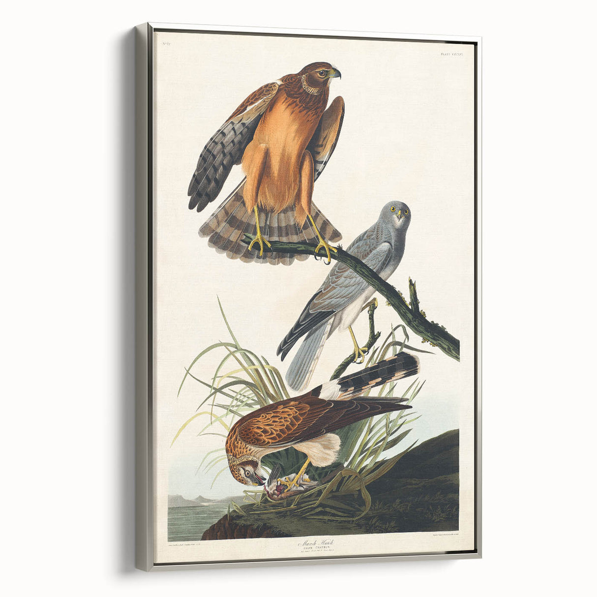 Romanticism Art: Marsh Hawk from Birds of America - Historical Canvas