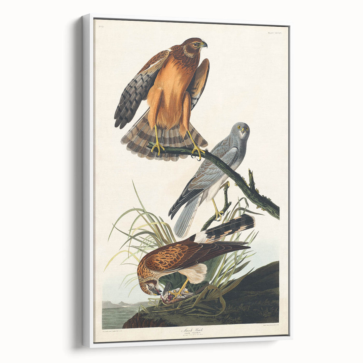 Romanticism Art: Marsh Hawk from Birds of America - Historical Canvas
