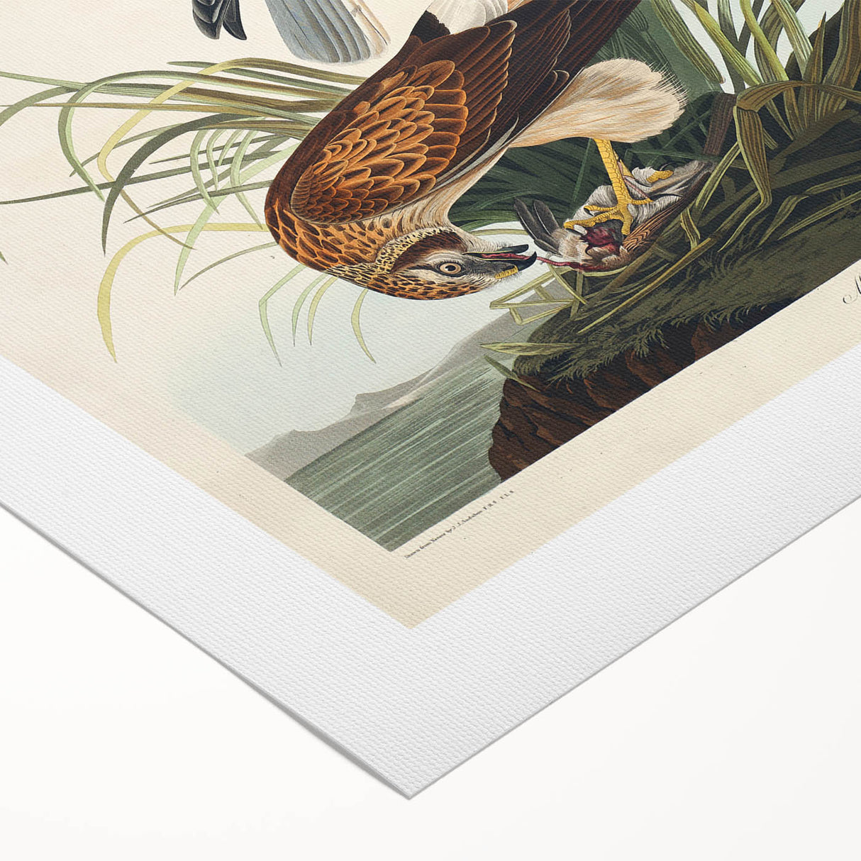 Romanticism Art: Marsh Hawk from Birds of America - Historical Canvas