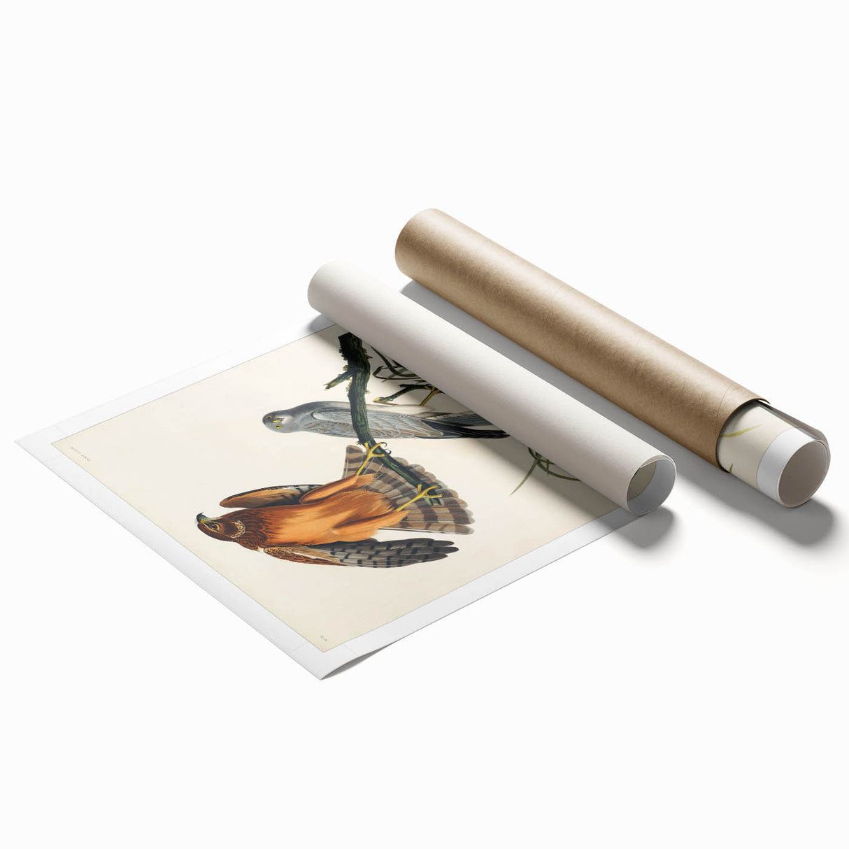 Romanticism Art: Marsh Hawk from Birds of America - Historical Canvas