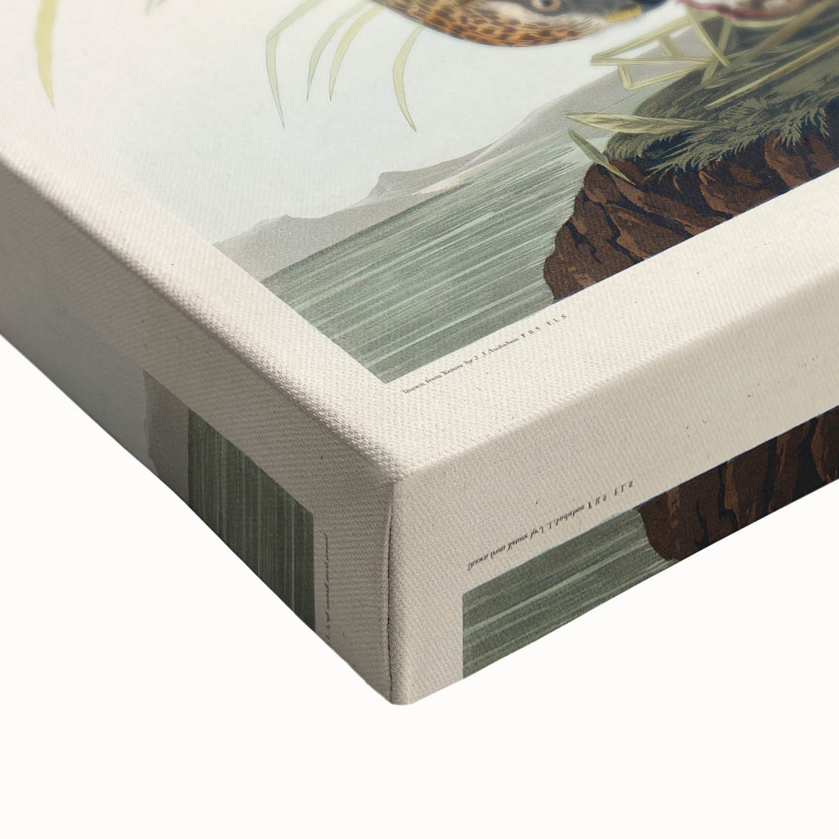 Romanticism Art: Marsh Hawk from Birds of America - Historical Canvas