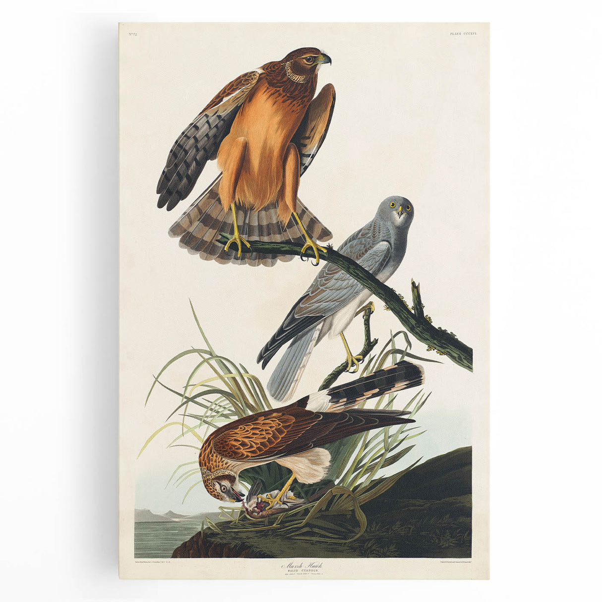 Romanticism Art: Marsh Hawk from Birds of America - Historical Canvas