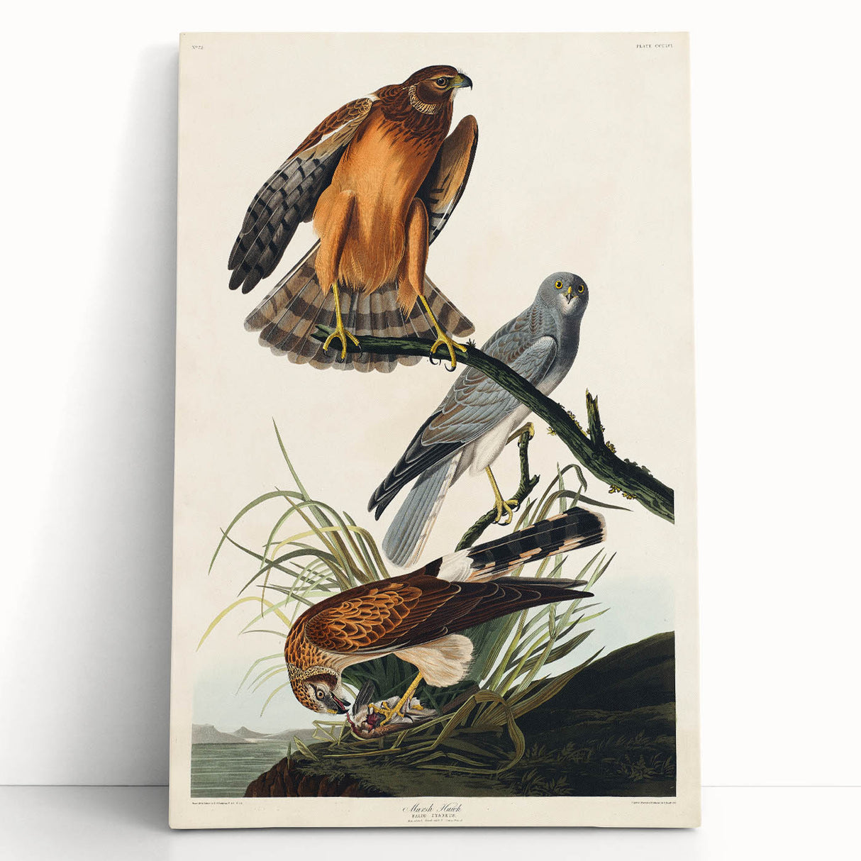 Romanticism Art: Marsh Hawk from Birds of America - Historical Canvas