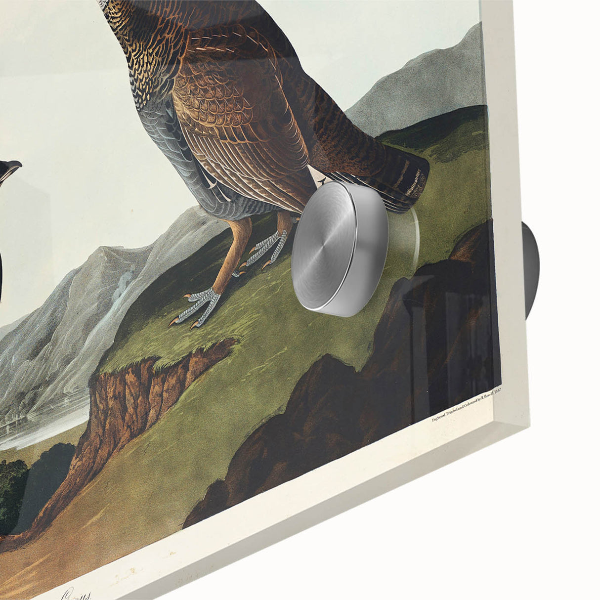 Romanticism Art: Dusky Grouse by John Audubon - Classic Canvas Print
