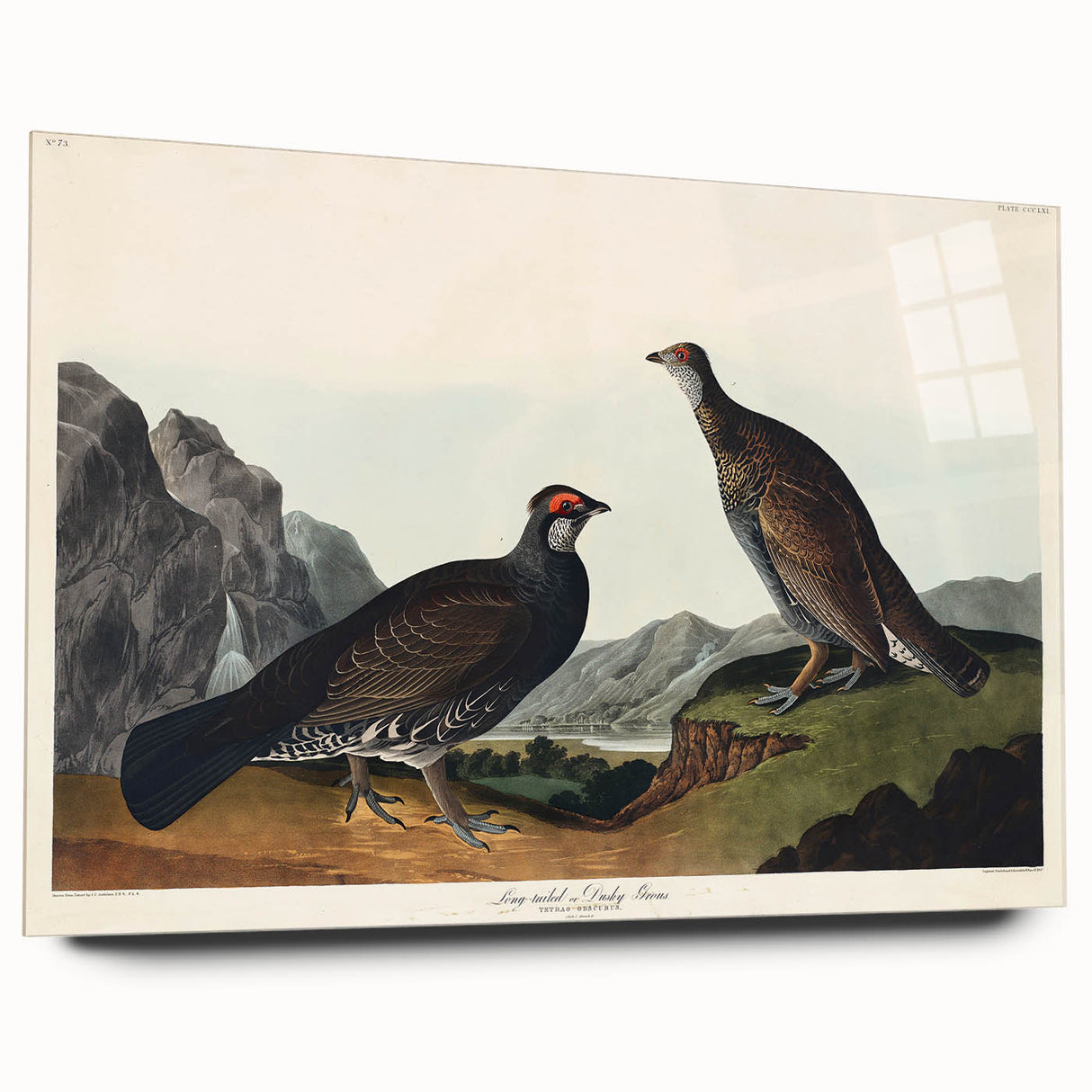 Romanticism Art: Dusky Grouse by John Audubon - Classic Canvas Print