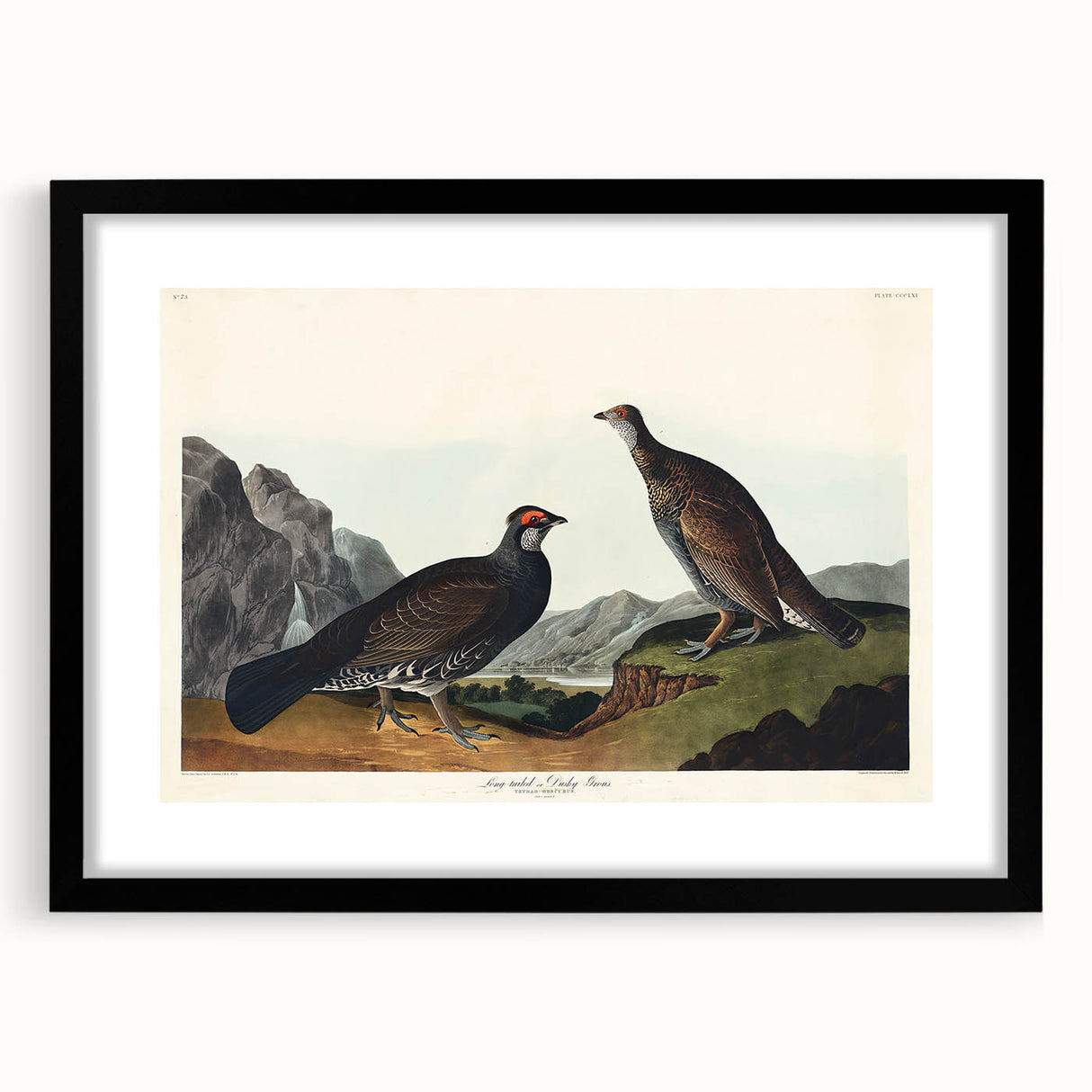 Romanticism Art: Dusky Grouse by John Audubon - Classic Canvas Print