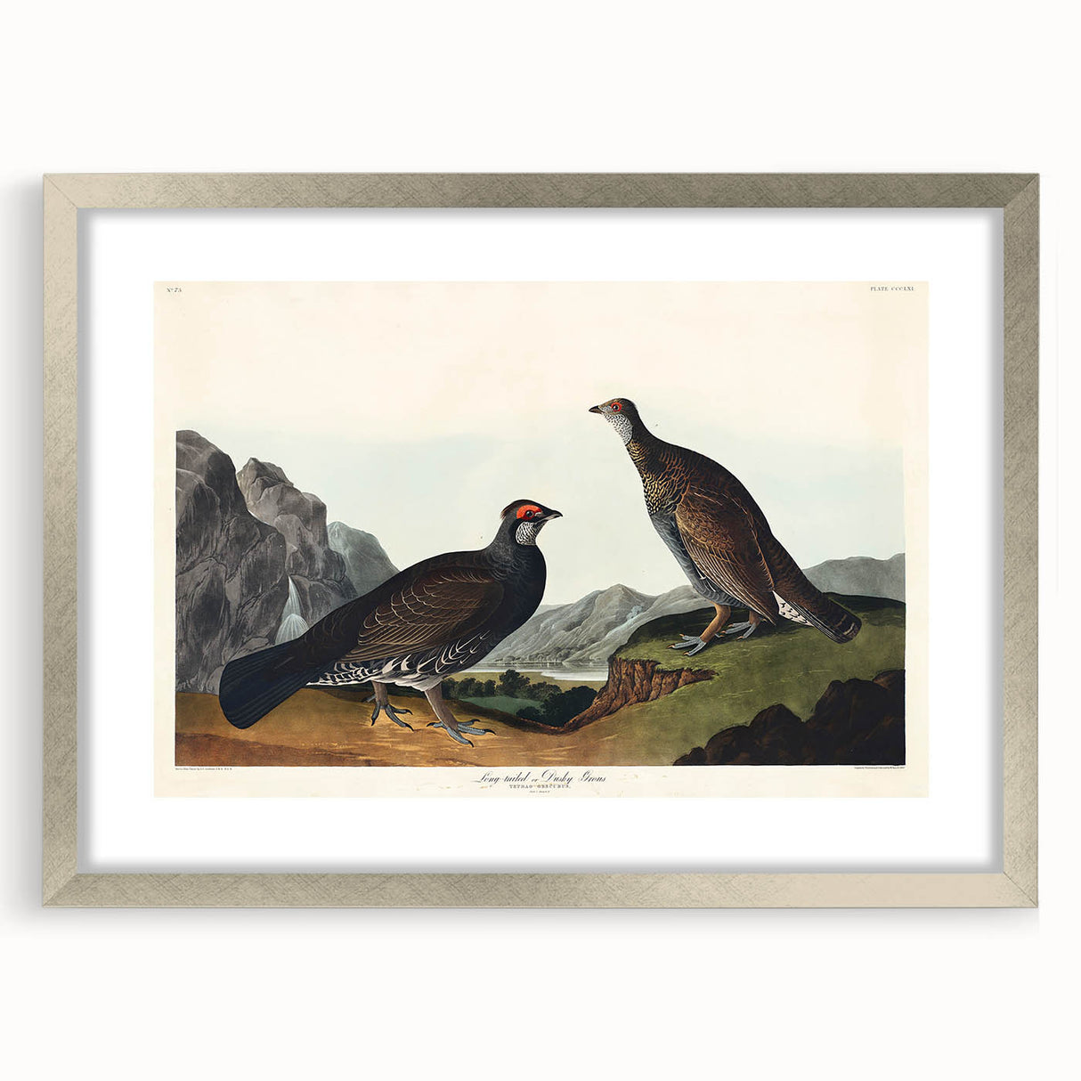 Romanticism Art: Dusky Grouse by John Audubon - Classic Canvas Print