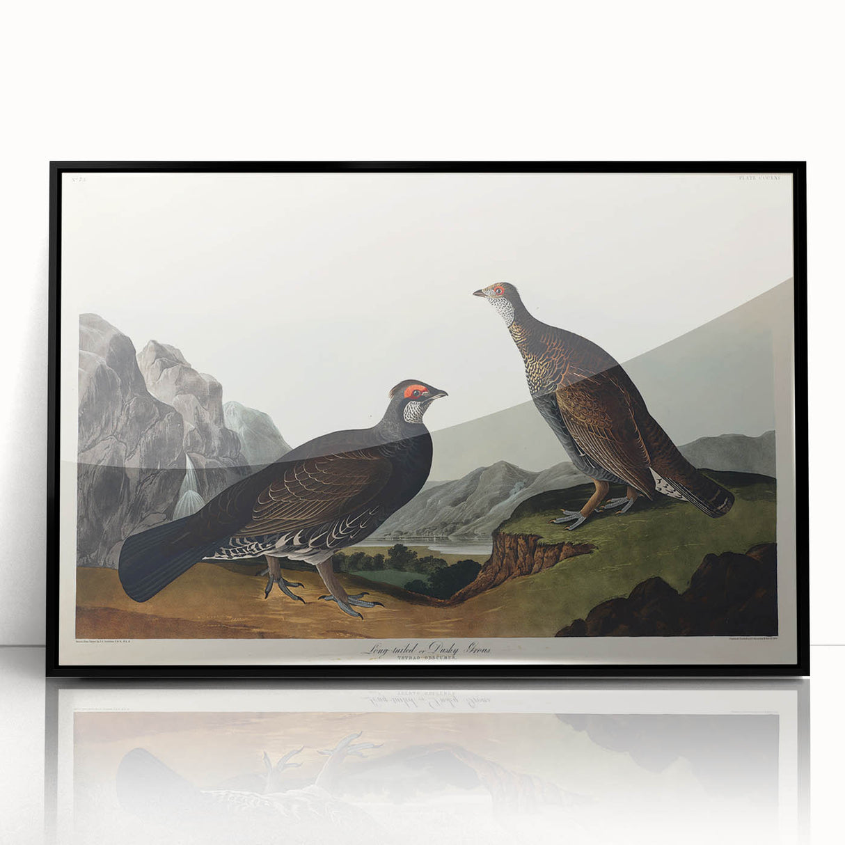 Romanticism Art: Dusky Grouse by John Audubon - Classic Canvas Print