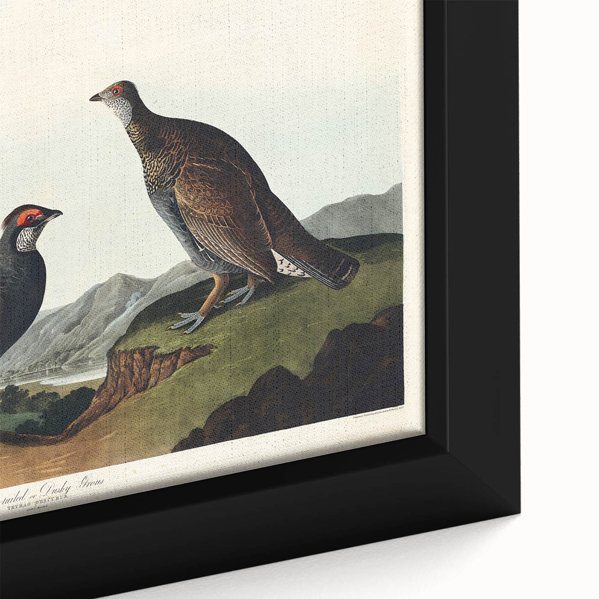 Romanticism Art: Dusky Grouse by John Audubon - Classic Canvas Print