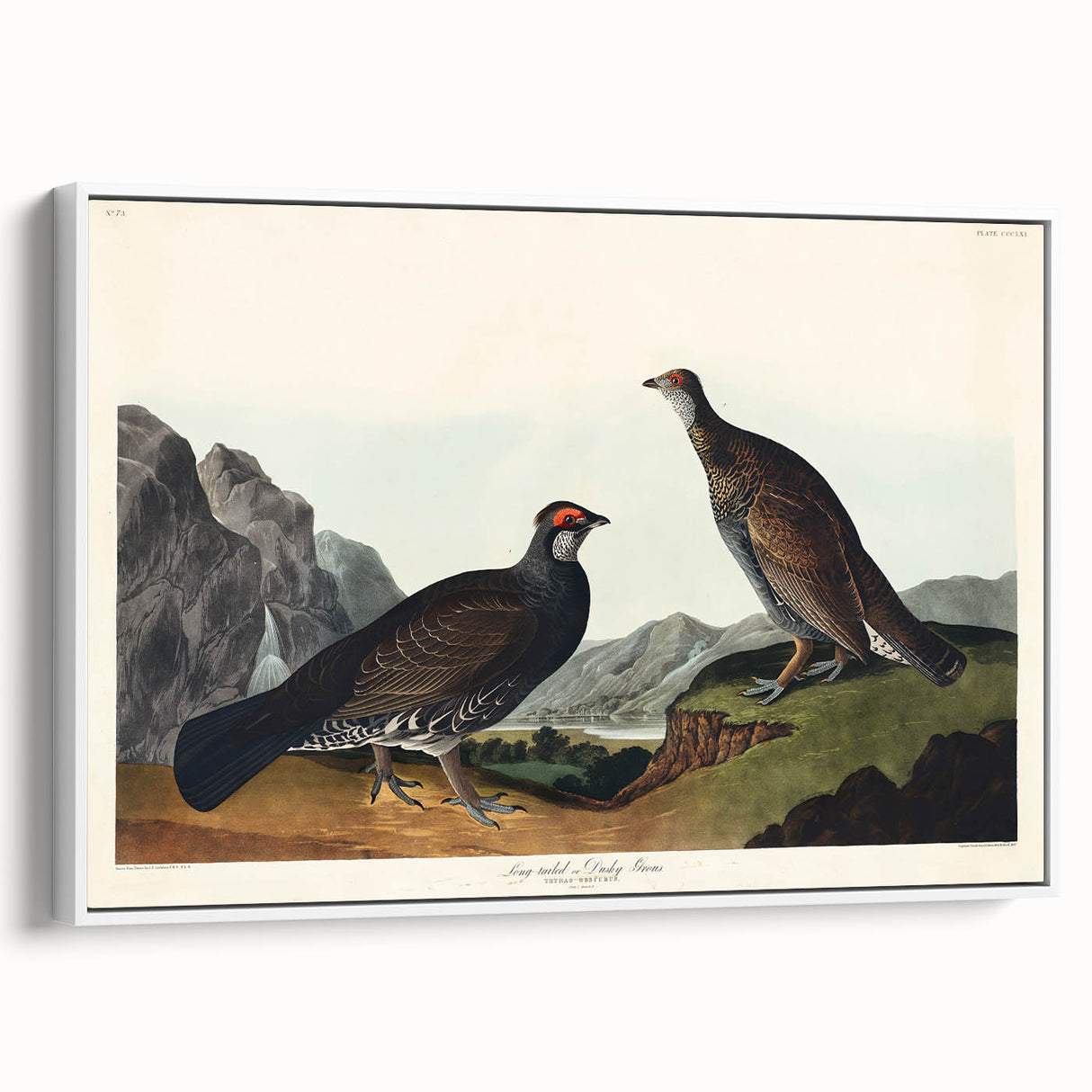 Romanticism Art: Dusky Grouse by John Audubon - Classic Canvas Print
