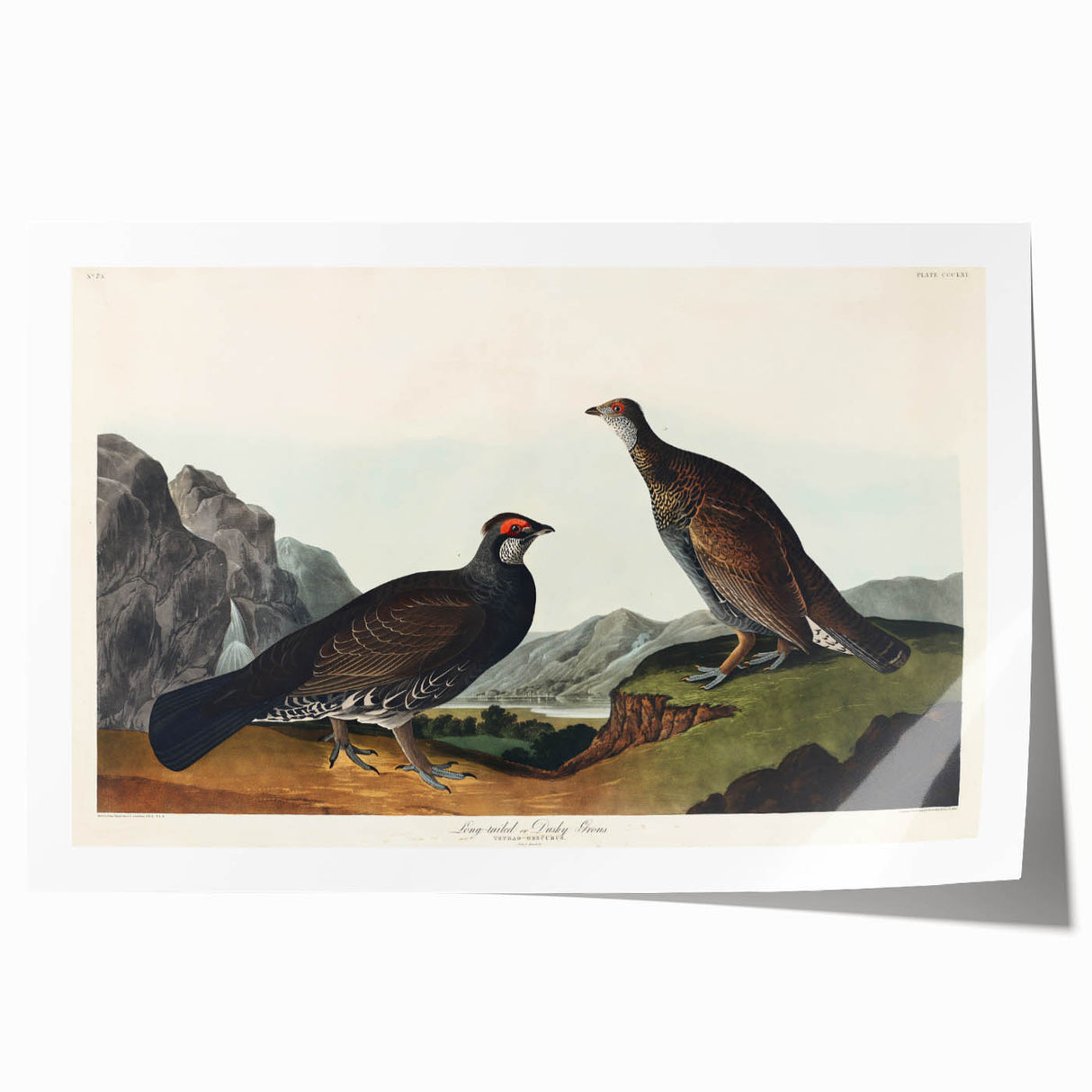 Romanticism Art: Dusky Grouse by John Audubon - Classic Canvas Print