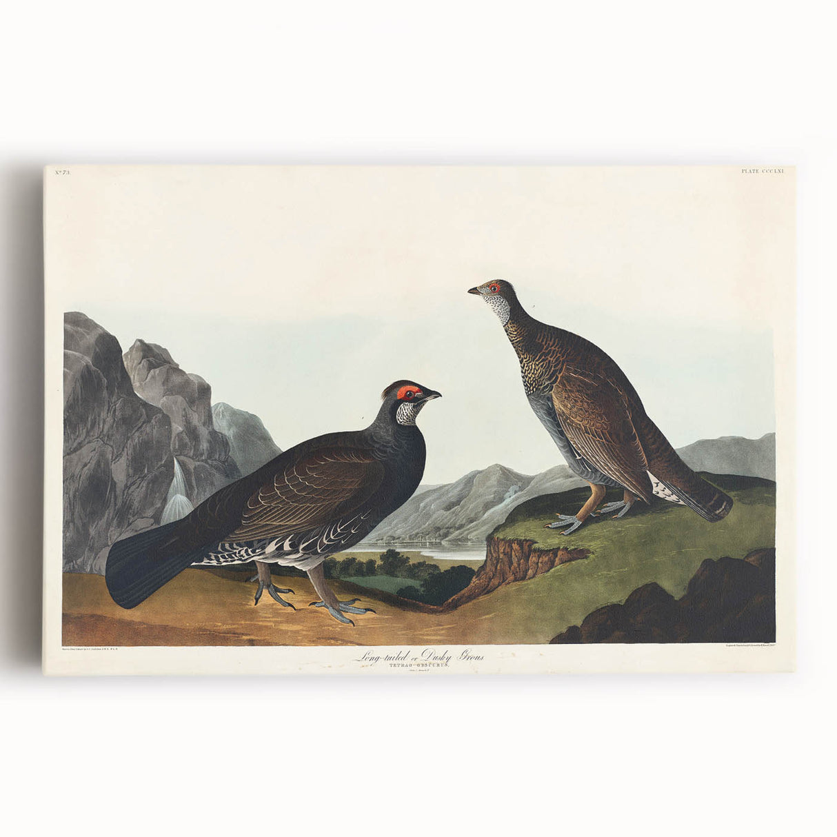 Romanticism Art: Dusky Grouse by John Audubon - Classic Canvas Print