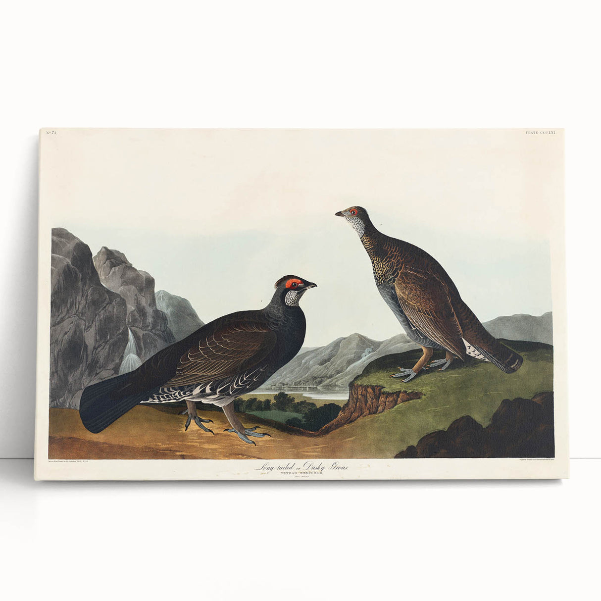 Romanticism Art: Dusky Grouse by John Audubon - Classic Canvas Print