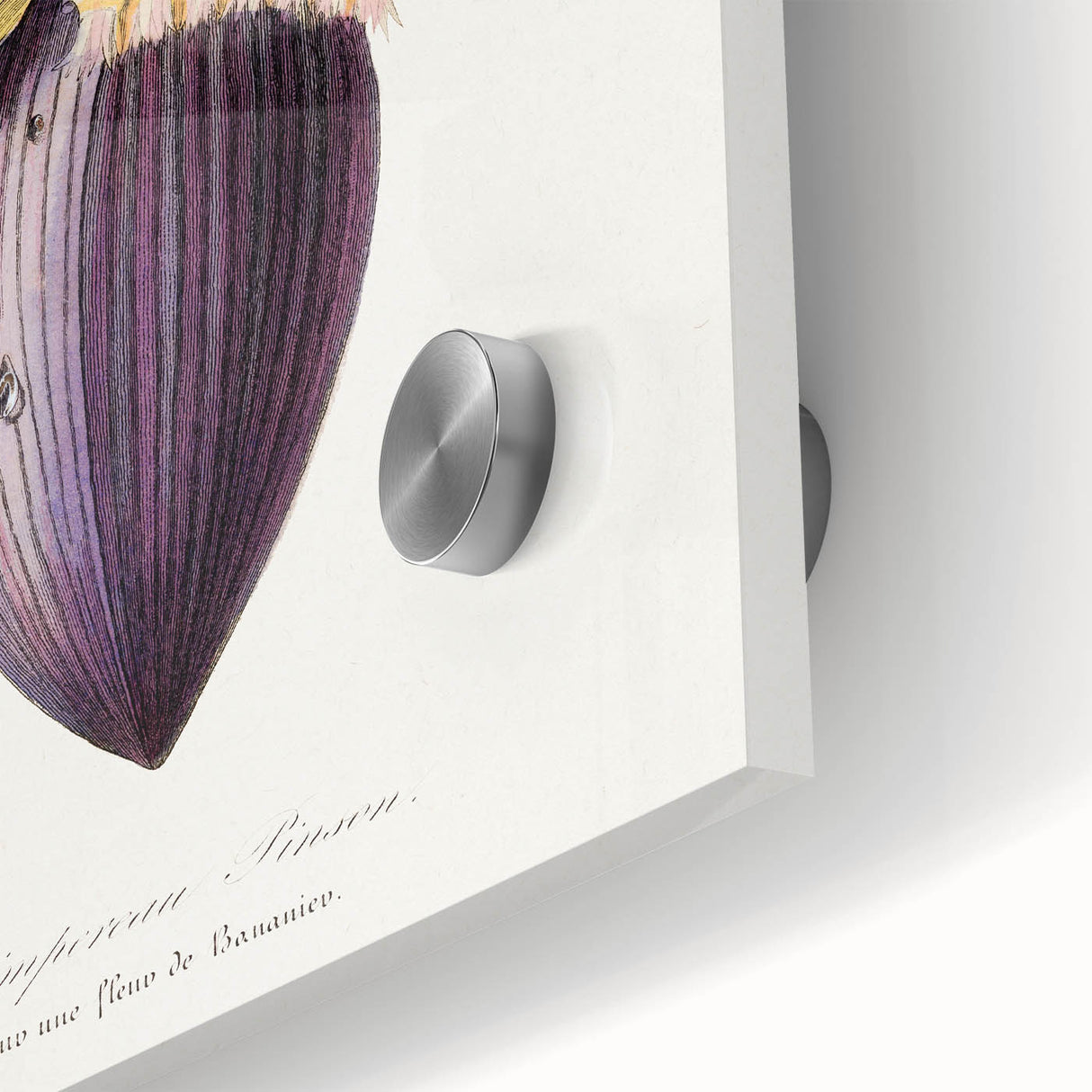 Romanticism Art: Treecreeper Bird by Paul Gervais - Classic Print