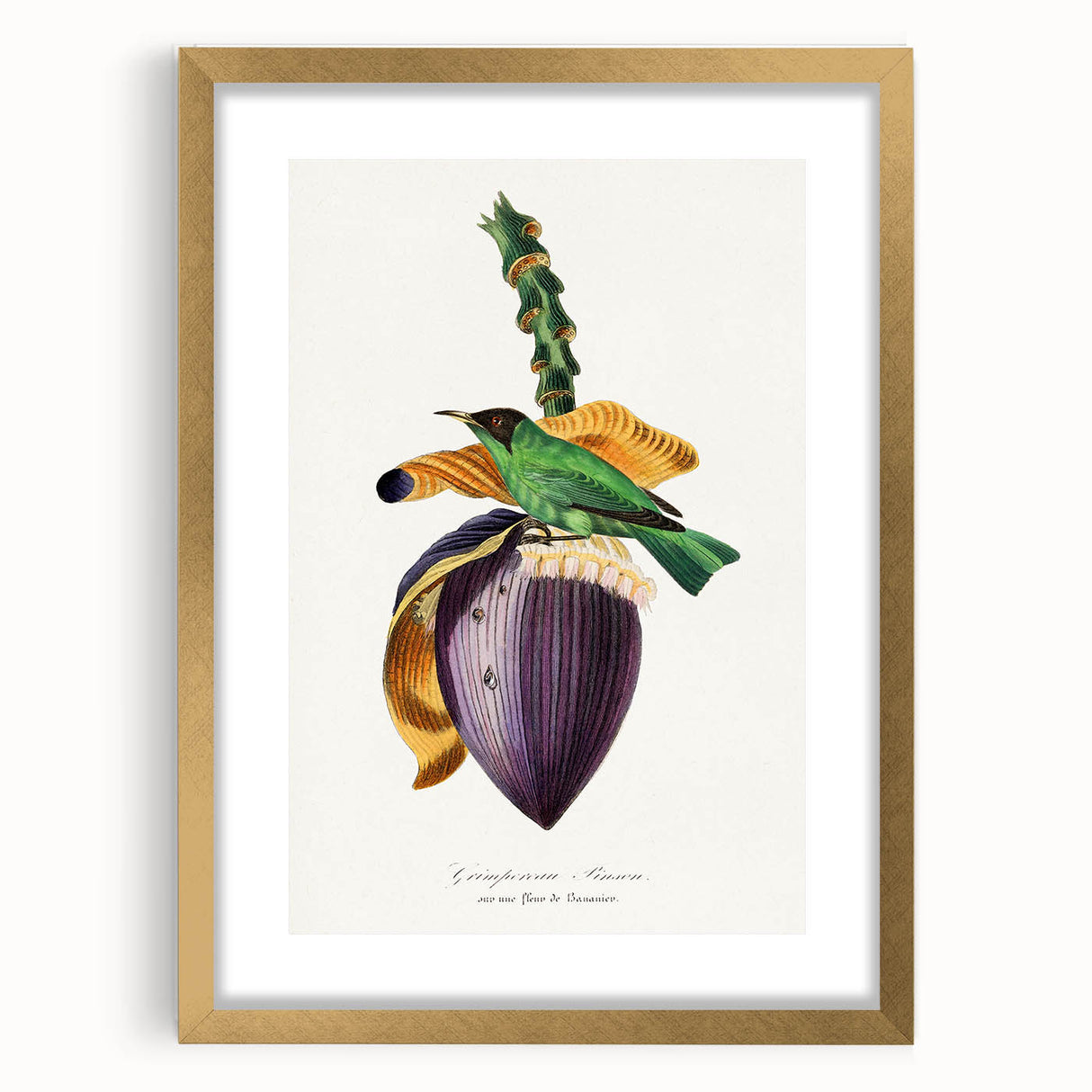 Romanticism Art: Treecreeper Bird by Paul Gervais - Classic Print