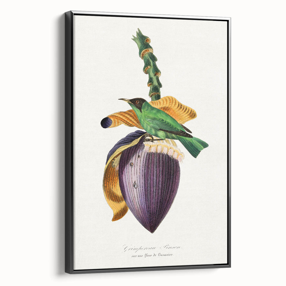 Romanticism Art: Treecreeper Bird by Paul Gervais - Classic Print