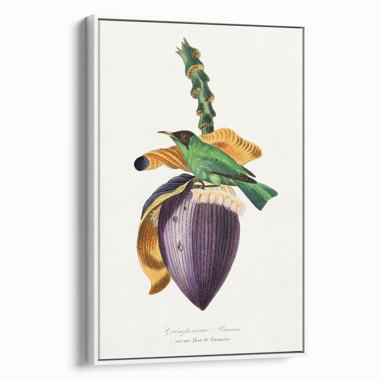 Romanticism Art: Treecreeper Bird by Paul Gervais - Classic Print