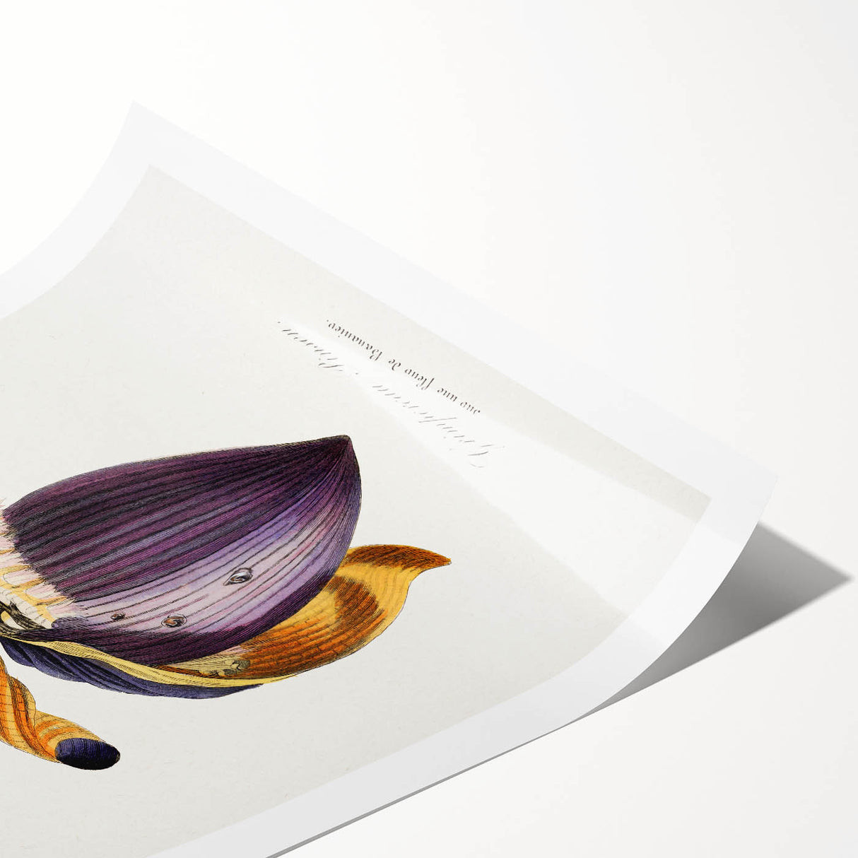 Romanticism Art: Treecreeper Bird by Paul Gervais - Classic Print