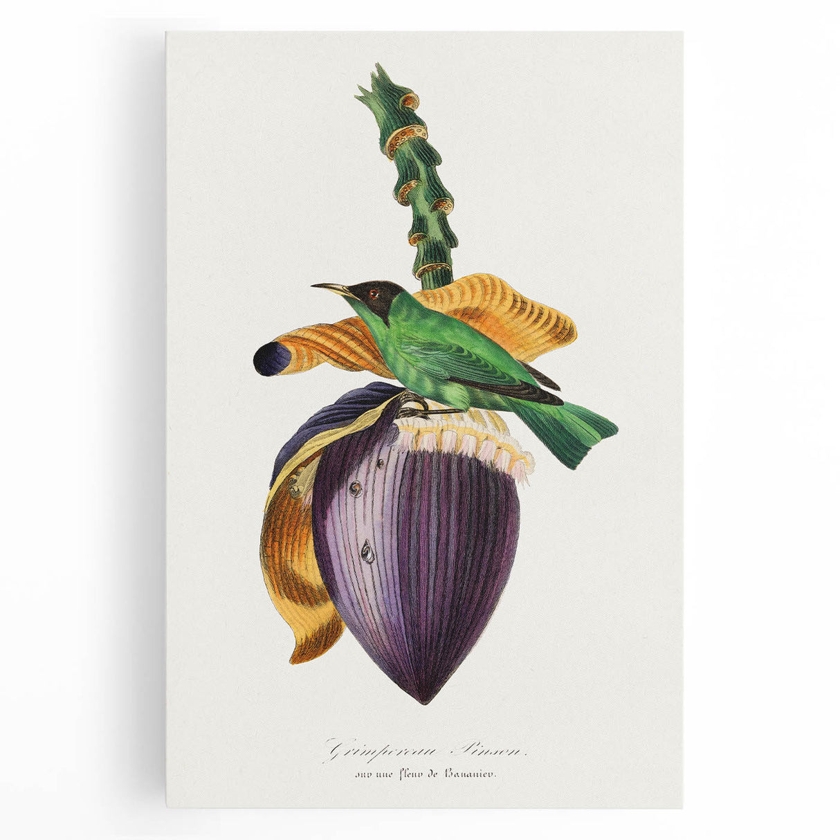 Romanticism Art: Treecreeper Bird by Paul Gervais - Classic Print