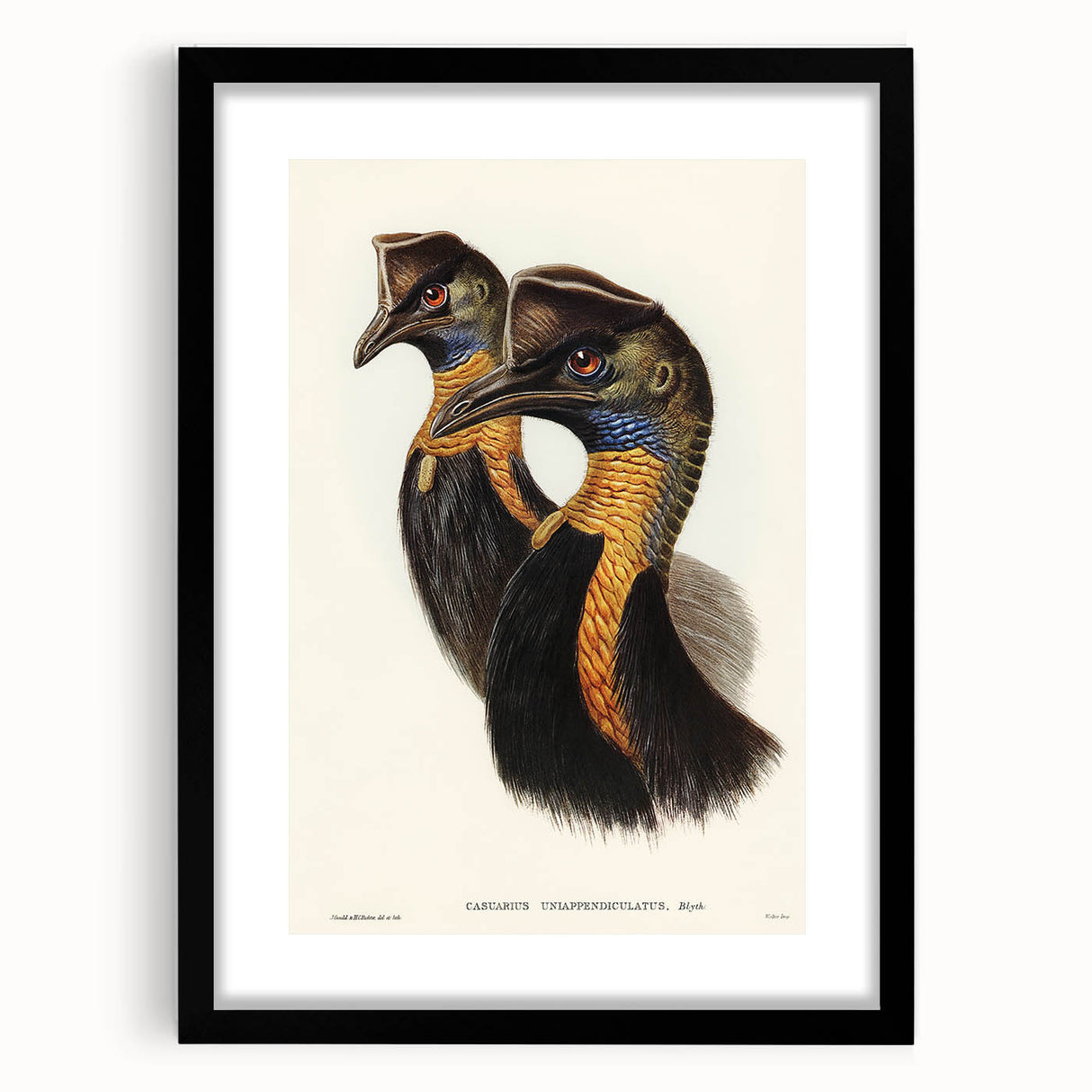 Romanticism Art: Cassowary Illustration by Elizabeth Gould - Exotic Print